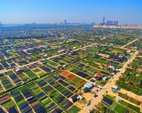 美麗的苗木基地