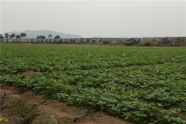 農(nóng)業(yè)種植基地.jpg